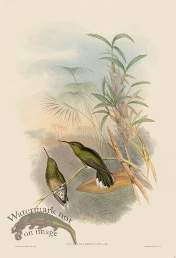 Gould Hummingbird 052
